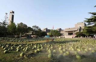 中央美院 吃瓜,吃瓜群众眼中的艺术殿堂