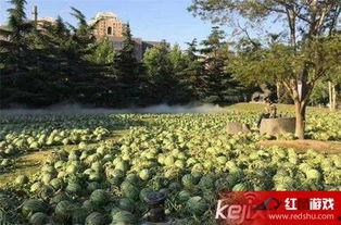 中央美院 吃瓜,吃瓜群众眼中的艺术殿堂