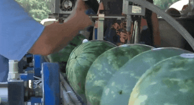 中旅城吃瓜,一场吃瓜盛宴，揭秘网红美食背后的故事