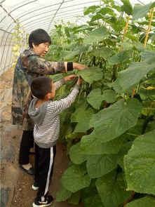 农场吃瓜的地方,夏日吃瓜好去处