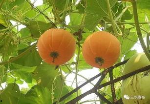 农场吃瓜的地方,夏日吃瓜好去处