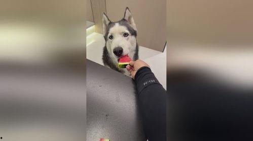 吃瓜吃的小狗视频