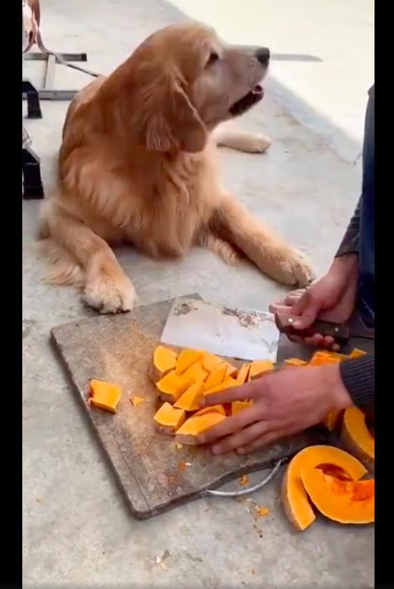 吃瓜吃的小狗视频