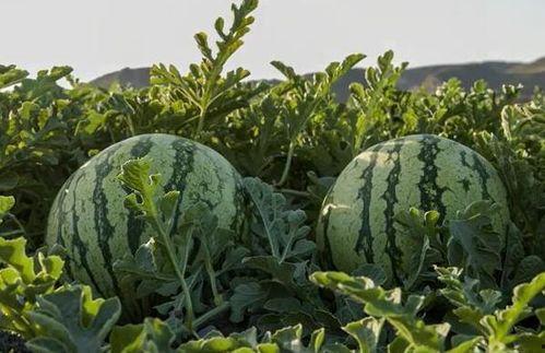 徐州吃瓜网红,带你领略美食江湖风云