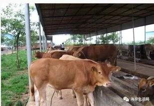 龙医生牛犊吃瓜,牛犊为何偏爱吃瓜之谜揭晓