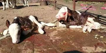 龙医生牛犊吃瓜,牛犊为何偏爱吃瓜之谜揭晓