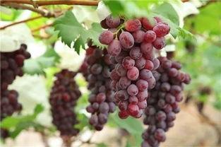 吃葡萄不吐葡萄皮瓜,揭秘瓜果食用新风尚