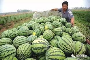 吃瓜兰花,揭秘神秘花语背后的故事