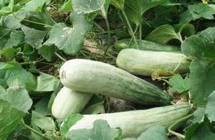 康县女的吃瓜事件,网络舆论下的真相与反思