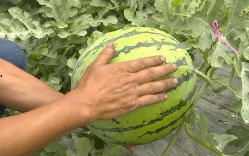 吴江农行吃瓜事件