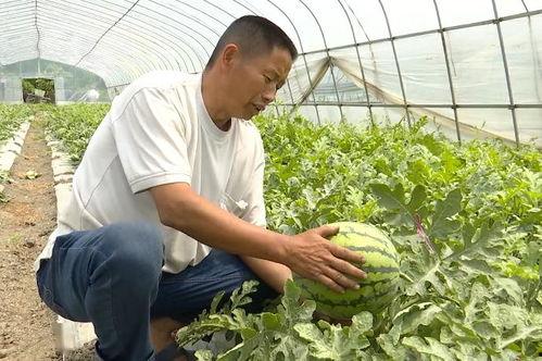 吴江农行吃瓜事件