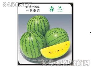 小兰花吃瓜,揭秘瓜界那些事儿