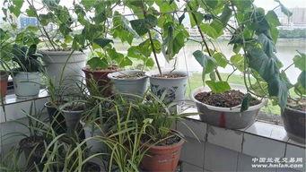 小兰花吃瓜,揭秘瓜界那些事儿