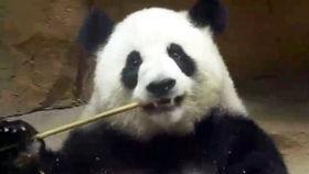 囡囡吃瓜4,揭秘娱乐圈背后的秘密与真相