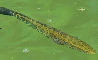 黑鱼咋吃瓜,揭秘网络热词背后的趣味与智慧