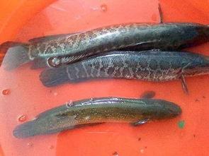 黑鱼咋吃瓜,揭秘网络热词背后的趣味与智慧