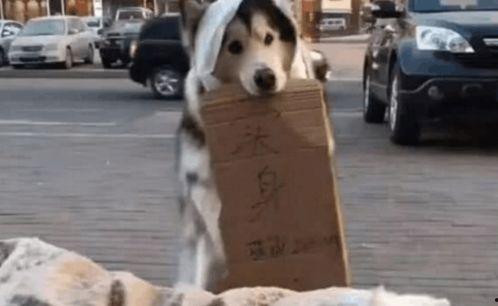 柴狗吃瓜,瓜果飘香，柴犬吃瓜乐翻天