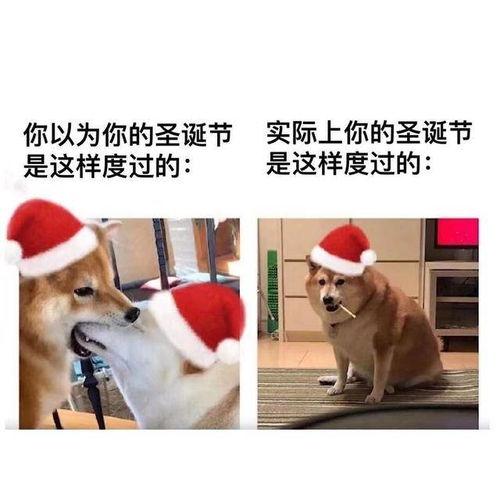 柴狗吃瓜,瓜果飘香，柴犬吃瓜乐翻天