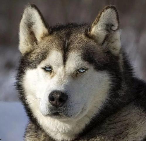 柴狗吃瓜,瓜果飘香，柴犬吃瓜乐翻天