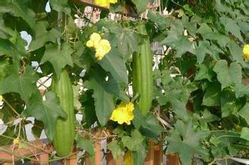 糖尿病人吃佛手瓜的功,糖尿病患者的理想食材