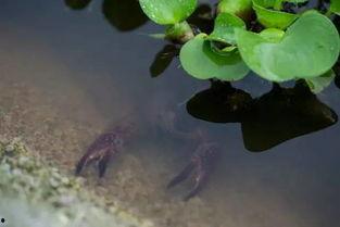 吃瓜河池,一场别开生面的美食之旅