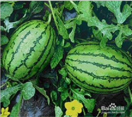 福建家长吃瓜事件,揭秘校园食品安全风波背后的真相