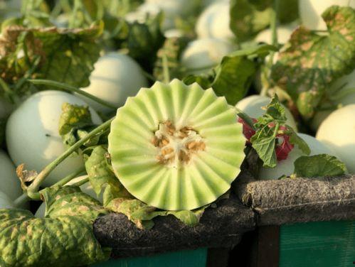 狗吃玉菇瓜,玉菇瓜的独特魅力