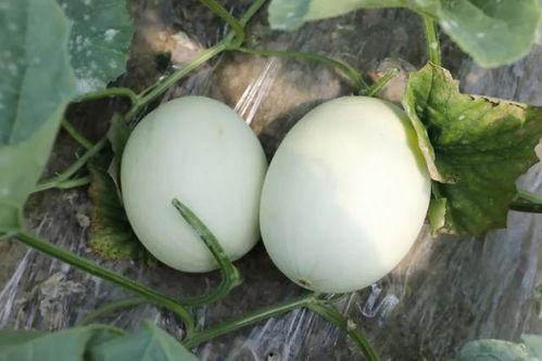 狗吃玉菇瓜,玉菇瓜的独特魅力