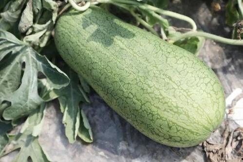 狗吃玉菇瓜,玉菇瓜的独特魅力