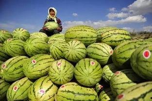 带你吃瓜国外,带你吃瓜国外风云录