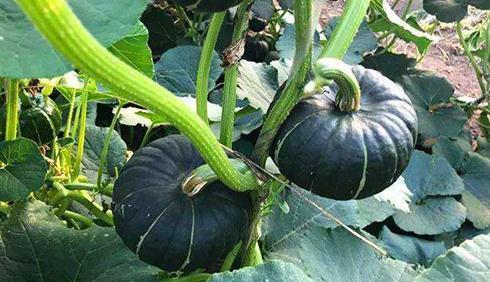 便秘可以吃贝贝瓜么,便秘困扰？贝贝瓜助你轻松缓解