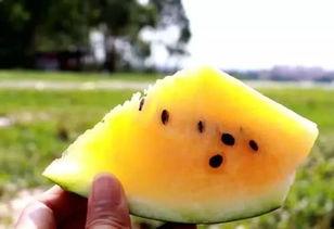 吃瓜黄色料,吃瓜群众眼中的明星黄色料大揭秘