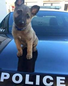 51 吃瓜 张 警犬,51吃瓜背后的忠诚与智慧