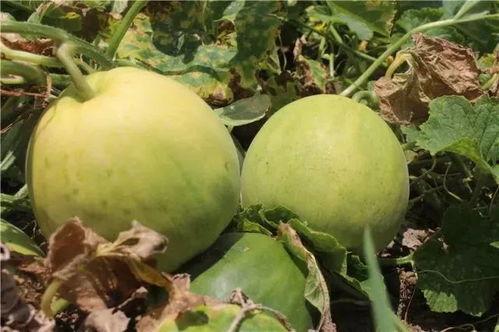 绿色的夏天吃的瓜,探寻夏季时令瓜果的清新美味