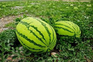 绿色的夏天吃的瓜,探寻夏季时令瓜果的清新美味