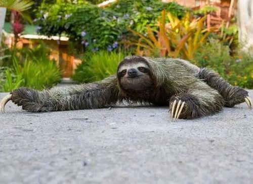 什么动物爱偷瓜吃,揭秘夜间行动的神秘动物