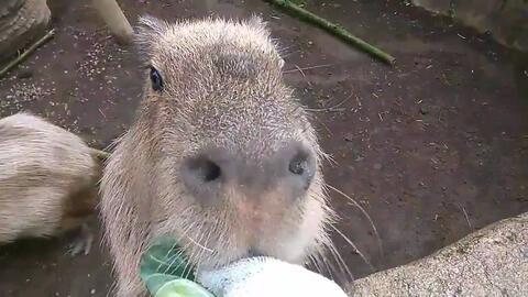 什么动物爱偷瓜吃,揭秘夜间行动的神秘动物