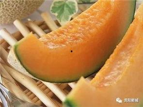 去哈尔滨吃哈密瓜,哈密瓜的甜蜜邂逅