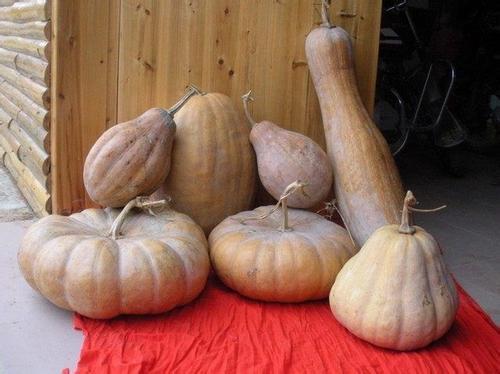 吃角瓜的好处与坏处,益处与风险两重奏