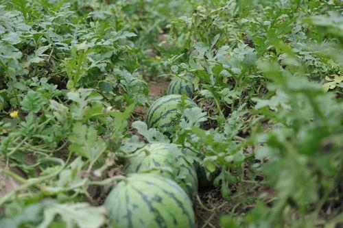 常州溧阳吃瓜,探寻常州溧阳的夏日美食之旅