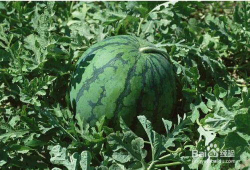 孕妇可以吃先锋瓜,孕妇适宜食用的先锋瓜