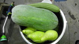 西昌唐园吃瓜,西昌夏日美食之旅