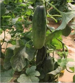 西昌唐园吃瓜,西昌夏日美食之旅