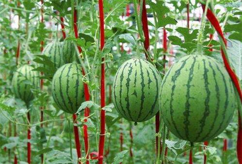 西昌唐园吃瓜,西昌夏日美食之旅