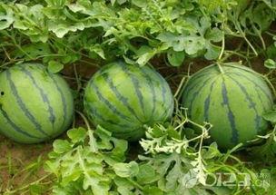 吃瓜到底吃啥瓜,探寻网络热词背后的文化现象