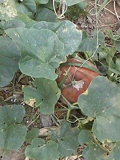 吃瓜后大便变红,吃瓜后大便变红之谜