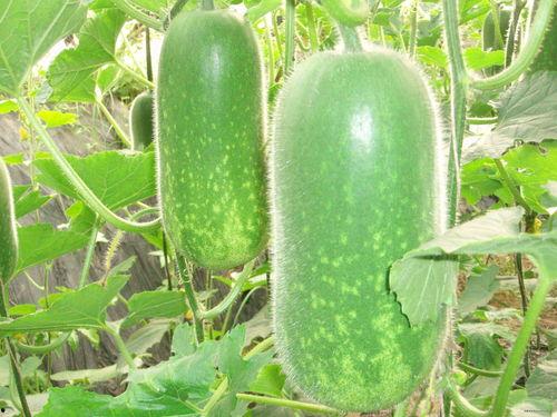 c63吃瓜,一场关于吃瓜的狂欢盛宴