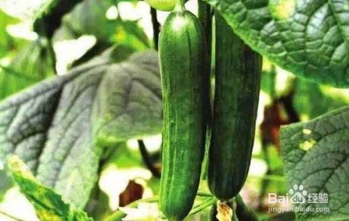 黄瓜视频吃瓜网址,吃瓜网址背后的热门内容与趣味互动