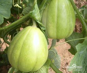 吃瓜甜瓜文案搞笑,甜瓜文案里的欢乐盛宴