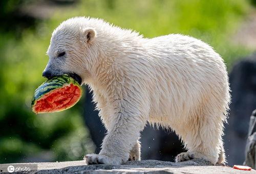 吃瓜的小兽,揭秘娱乐圈那些不为人知的幕后故事